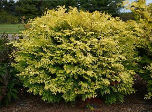 Chamaecyparis obtusa (Night Light False Cypress)