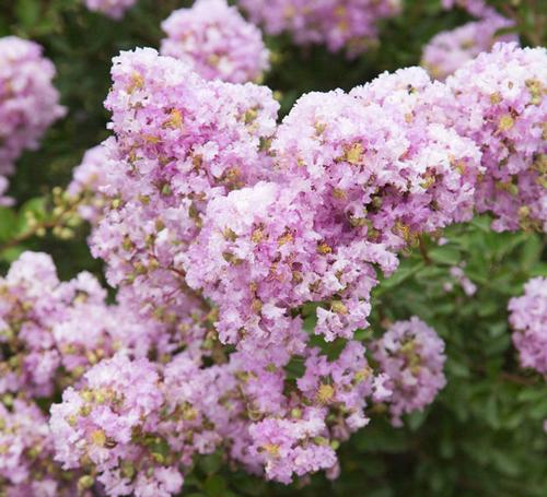 Lagerstroemia (Early Bird™ Lavender Crape Myrtle)