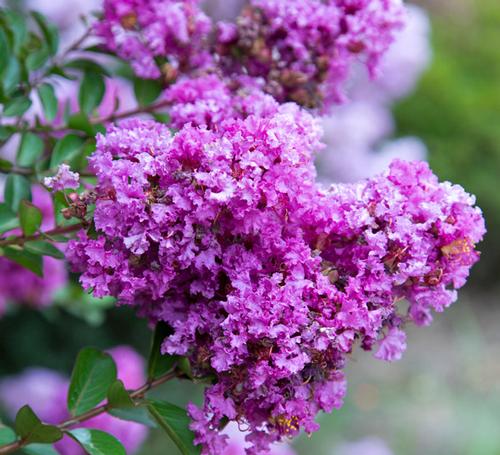 Lagerstroemia (Early Bird™ Purple)