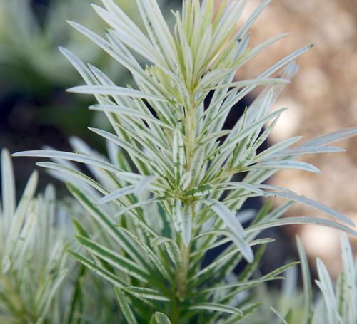 Podocarpus macrophyllus (Roman Candle™ Podocarpus)