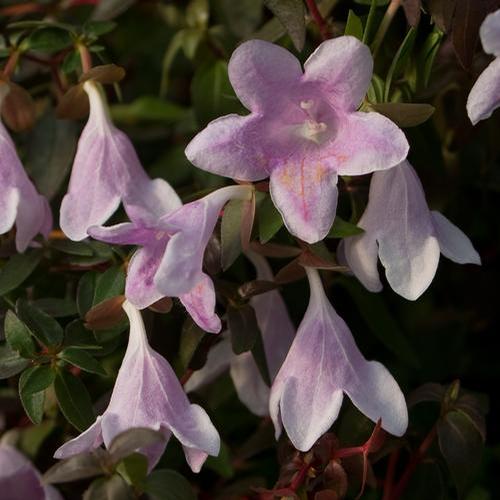 Abelia x grandiflora (Pinky Bells® Abelia)