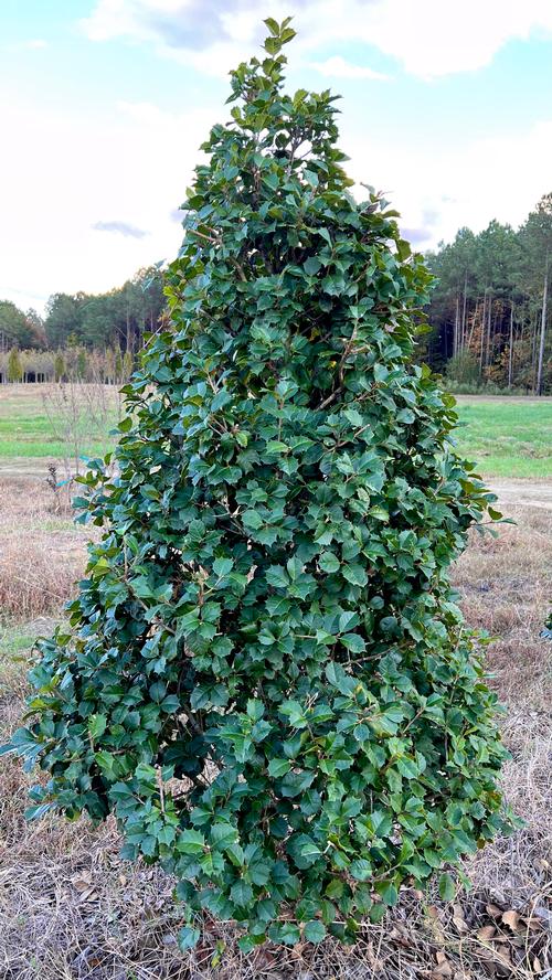 Ilex opaca 'Satyr Hill' - Satyr Hill American Holly from Taylor's Nursery