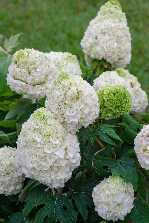 Hydrangea quercifolia (Tara Oakleaf Hydrangea)