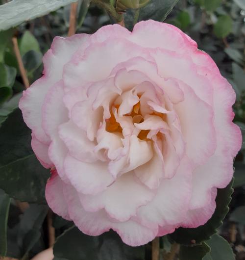 Camellia sasanqua 'October Magic Inspiration'