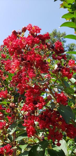 Lagerstroemia 'Colorama™ Scarlet' - Colorama™ Scarlet Crape Myrtle from Taylor's Nursery
