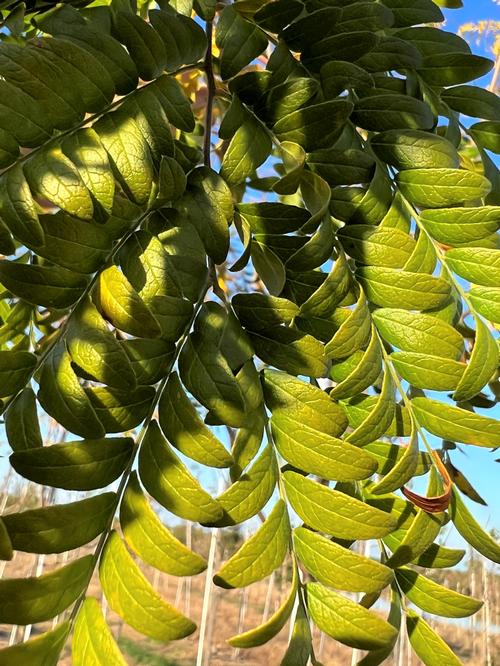 Gleditsia triacanthos f. inermis 'Skyline' - Skyline Honey Locust from Taylor's Nursery