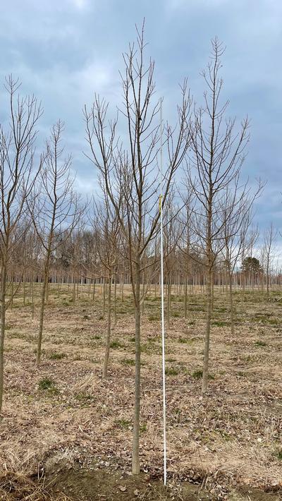 Acer buergerianum 'Valynor' - Valynor Trident Maple from Taylor's Nursery