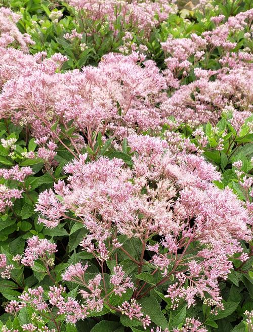 Eupatorium 'Baby Joe' - Baby Joe Eupatorium from Taylor's Nursery