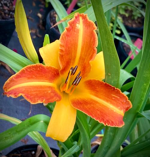 Hemerocallis (Frans Hals Daylily)