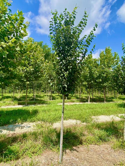 Carpinus caroliniana 'Collynair®' - Collynair® American Hornbeam from Taylor's Nursery