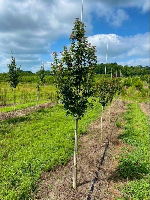 Acer campestre (Queen Elizabeth™ Hedge Maple)
