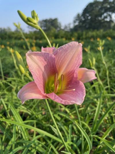 Hemerocallis 'Catherine Woodbury'
