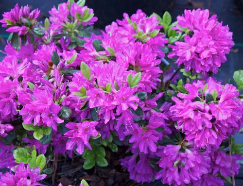 Azalea x kurume 'Mildred' (Mildred Azalea)