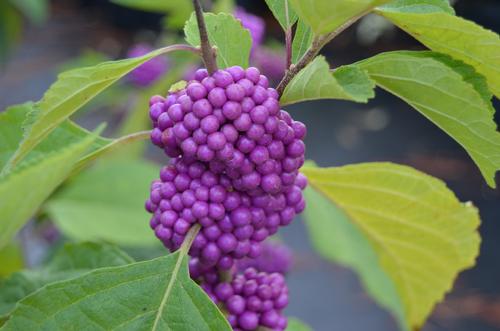 Callicarpa americana 'Atropurpurea' (American Beauty Berry)