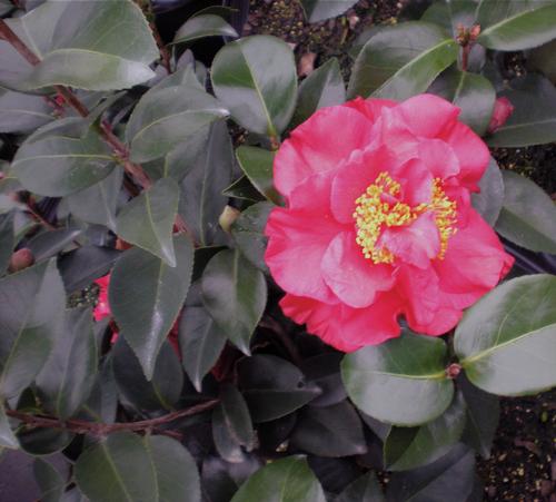 Camellia japonica 'JC Raulston' (JC Raulston Camellia)