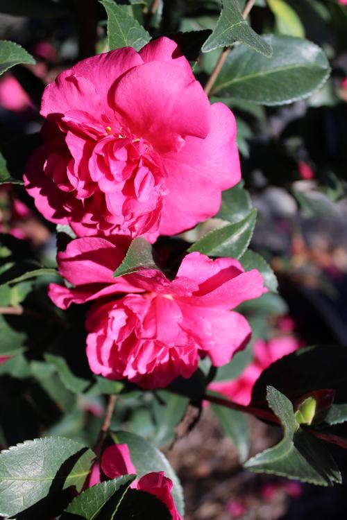 Camellia sasanqua 'Alabama Beauty' (Alabama Beauty Sasanqua)