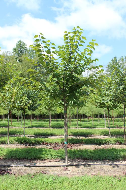 Field grown Cercis Canadensis (Eastern Red Bud)