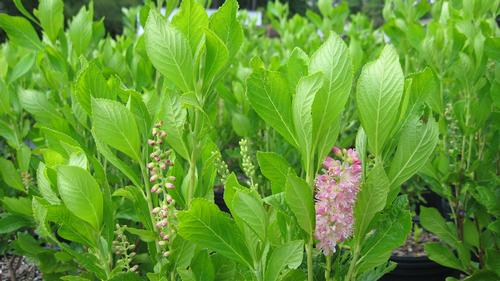 Clethra alnifolia 'Ruby Spice' (Ruby Spice Clethra)