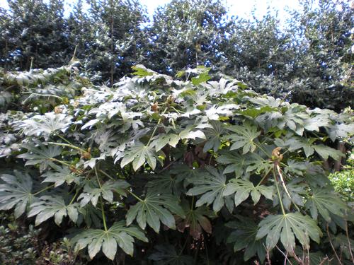 Fatsia japonica (Japanese Aralia)