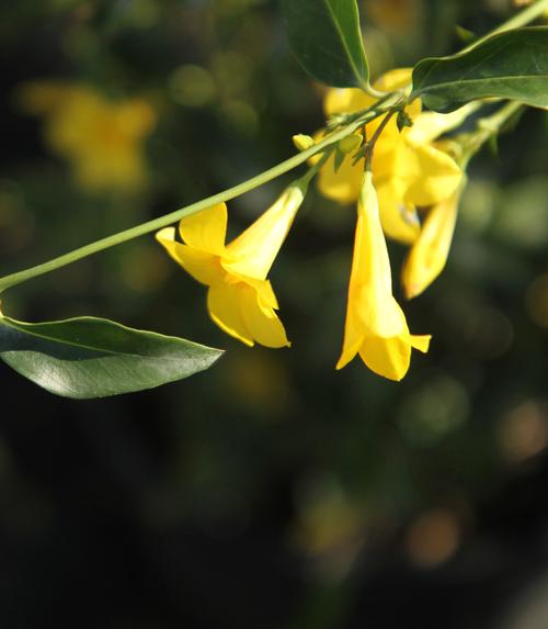 Gelsemium rankinii (Swamp Jasmine)