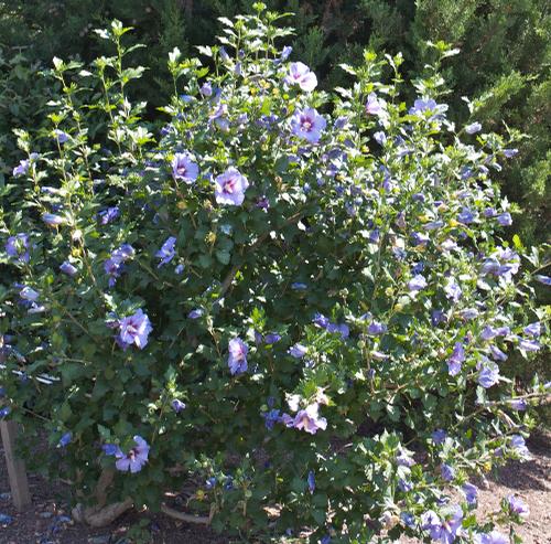 Hibiscus syriacus 'Blue Bird' (Blue Bird Rose of Sharon)