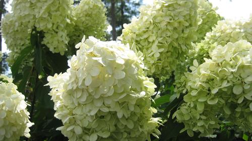 Hydrangea paniculata 'Limelight'