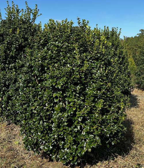 Ilex cornuta 'Fine Line' (Fine Line Holly)