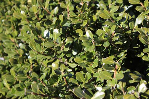 Ilex crenata 'Compacta' (Compacta Japanese Holly)