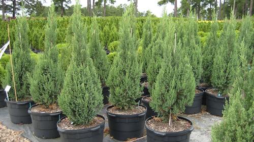 Juniperus chinensis 'Blue Point' (Blue Point Juniper)