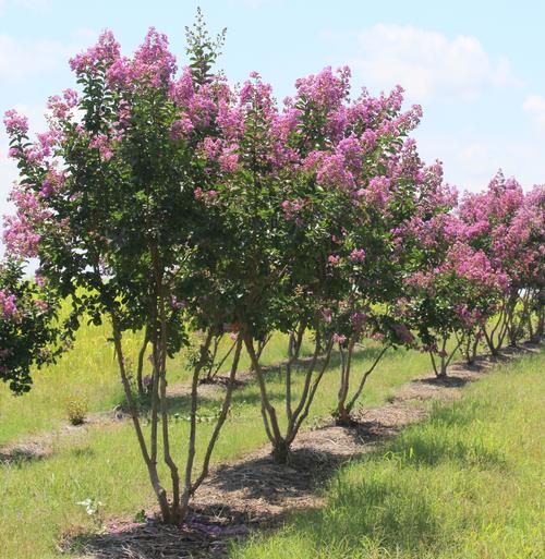 Field grown Lagerstroemia indica 'Catawba' (Catawba Crape Myrtle)