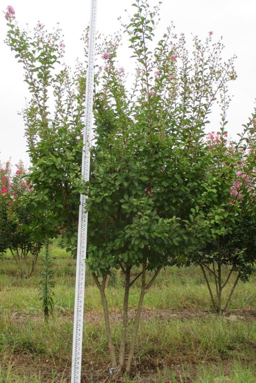 Lagerstroemia indica 'Hardy Lavender' (Hardy Lavender Crape Myrtle)