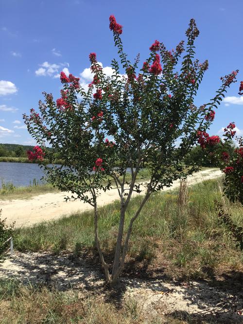 Lagerstroemia Whit II 'Dynamite' - Dynamite Crape Myrtle from Taylor's Nursery