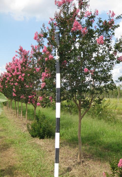 Lagerstroemia indica x fauriei 'Sioux' (Sioux Crape Myrtle)