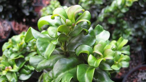Ligustrum japonicum 'Rotundifolium' (Curly Leaf Privet)