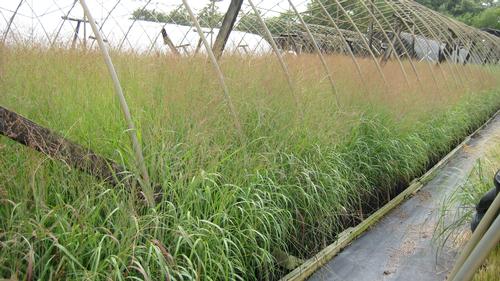 Panicum virgatum 'Shenandoah' (Shenandoah Switch Grass)