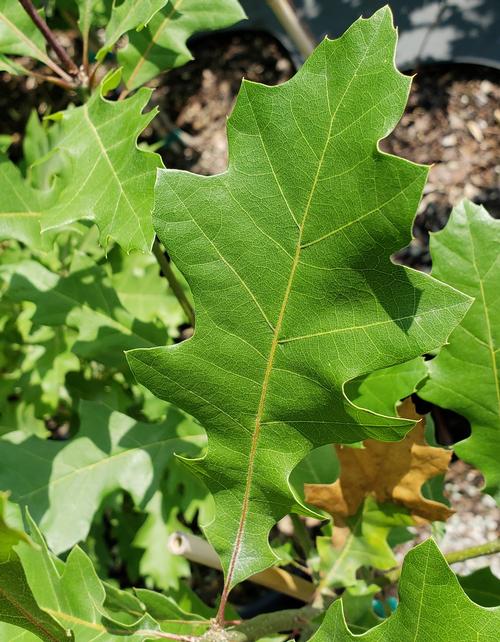 Quercus shumardii (Shumard Oak) 