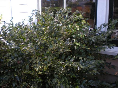 Sarcococca confusa (Sarcococca)