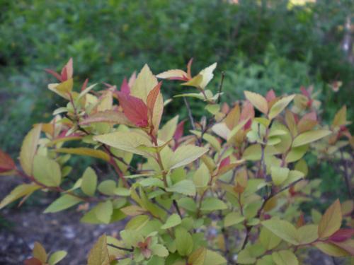 Spiraea japonica 'Goldmound' (Goldmound Spiraea)