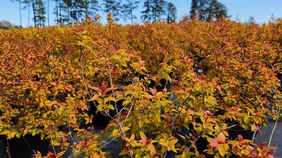 Spiraea japonica 'Magic Carpet' - Magic Carpet Spirea from Taylor's Nursery