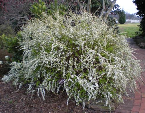 Spiraea thunbergii 'Ogon' (Ogon Spiraea)