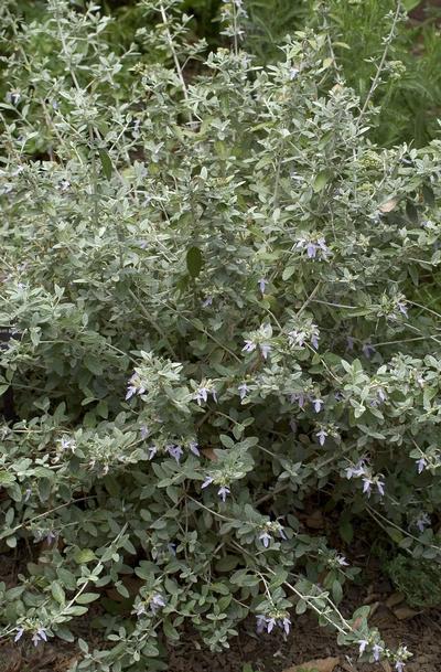 Teucrium fruticans (Wall Germander)