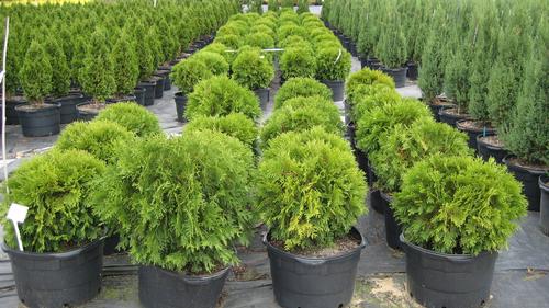 Thuja occidentalis 'Woodwardii' (Woodwardii Arborvitae)