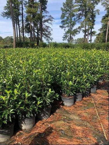 Viburnum awabuki 'Chindo' (Chindo Viburnum)