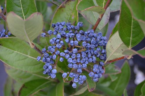 Viburnum nudum 'Winterthur' (Winterthur Viburnum)