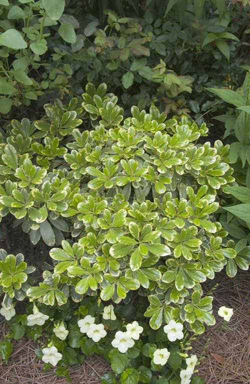 Pittosporum tobira 'MojoÂ®'