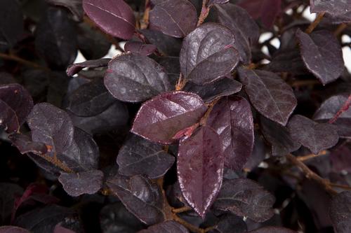 Loropetalum chinense 'Red Diamond'™