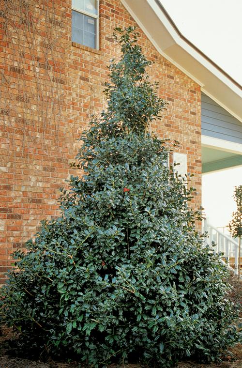 Ilex x 'Robin™' (Robin™ Holly)