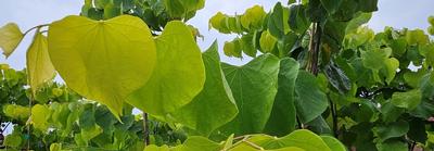 Cercis canadensis 'Hearts of Gold' - Hearts of Gold Redbud from Taylor's Nursery