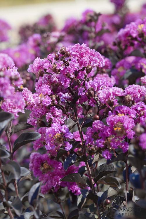 Lagerstroemia Black Diamond™ 'Purely Purple' (Pure White Crape Myrtle)