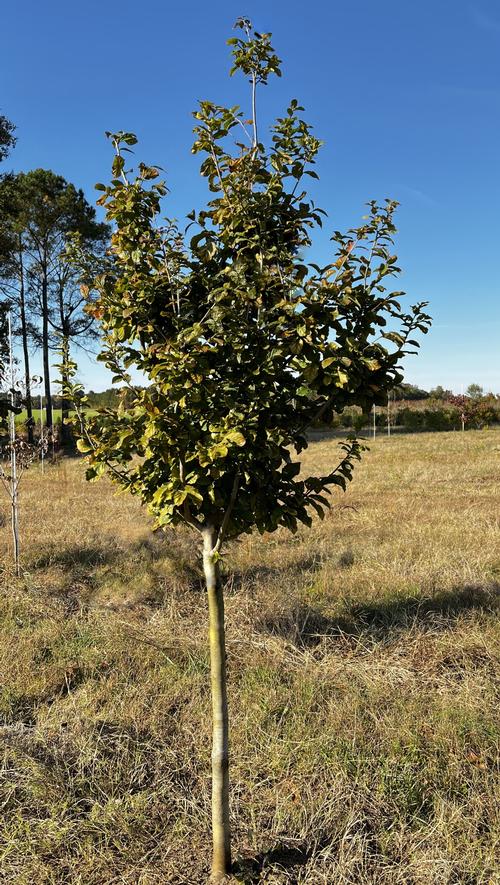 Parrotia persica 'Vanessa' - Vanessa Persian Ironwood from Taylor's Nursery